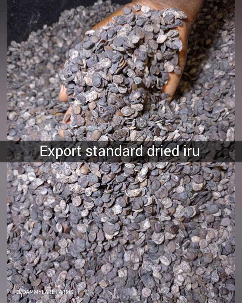 Export standard Dried locust Beans (IRU